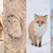 Görünce Sarılmak İsteyeceksiniz! Japonya’nın Hokkaido Adası’na Özgü 7 Sevimli Hayvan