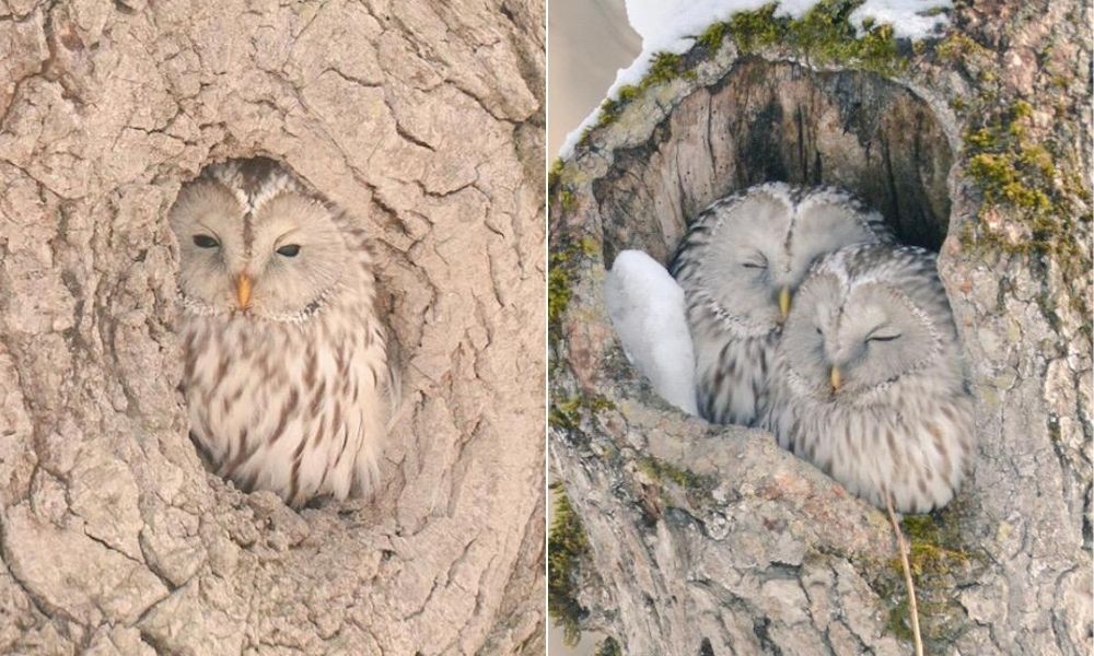 Japonya'nın Hokkaido Adası'na özgü sevimli hayvanlar