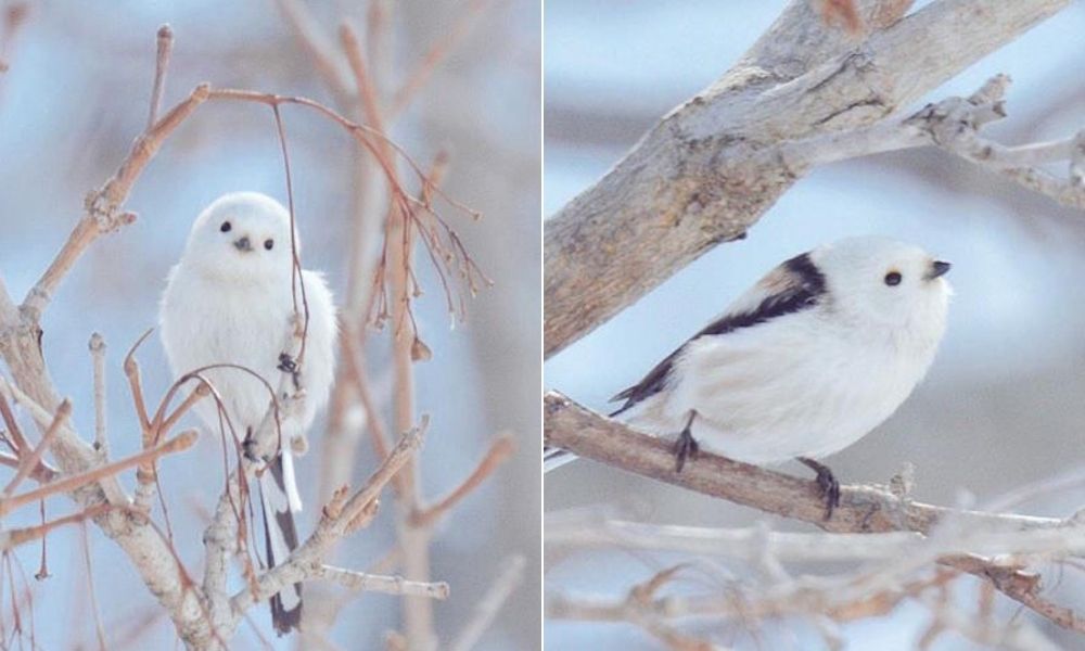 Hokkaido Adası'na Has Sevimli Hayvanlar