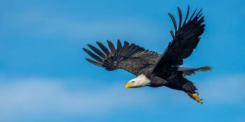 Kartallar Hakkında Muhtemelen Daha Önce Duymadığınız 20 İlginç Bilgi