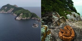Queimada Grande Adası: Brezilya’da 4.000’e Yakın Yılanın Yaşadığı Tehlikeli Ada