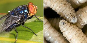 Et Yiyen Parazit: Yeni Dünya Vida Kurdu Nedir, Neden Bu Kadar Tehlikeli?