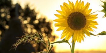 İlham Verici Sözler: Hayata Farklı Bir Açıdan Bakmanızı Sağlayacak 14 Alıntı