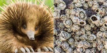Tek Kullanımlık, Dikenli, Vakumlu! Hayvanlar Alemindeki En Garip Penisler