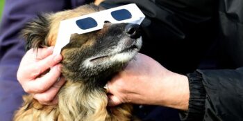 Korku, Huzursuzluk, Hayranlık: Hayvanlar Güneş Tutulmalarına Nasıl Tepki Veriyor?