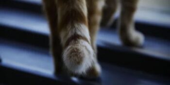 Kedilerin Kuyruk Hareketleriyle Size Anlatmak İstediği 11 Şaşırtıcı Şey