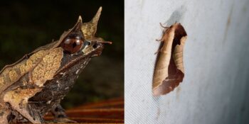 Onları Doğada Fark Etmek İmkansız! Görünümüyle Tıpkı Yaprağa Benzeyen 9 Hayvan