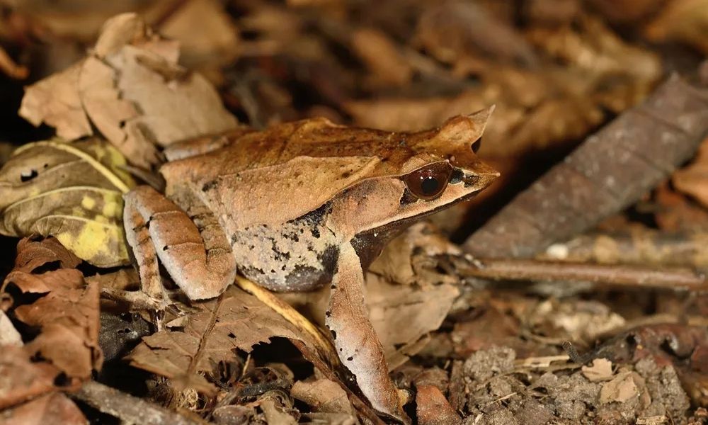 yaprağa benzeyen hayvanlar