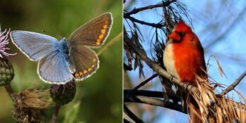 Ginandromorfizm: Yarı Erkek Yarı Dişi Hayvanlar Hakkında Bilmeniz Gerekenler