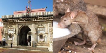 Karni Mata: Hindistan’da 20.000 Farenin Kutsal Kabul Edildiği Tapınak