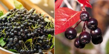 Antikanser Etkisiyle Bilinen Aronya Meyvesi Nedir, Faydaları Nelerdir?