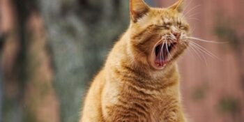 Beynimizin Kontrol Edemediği Gizemli Bir Davranış: Esnemek Neden Bulaşıcıdır?