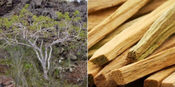 Kötü Enerjiyi Uzaklaştırmanın En Doğal Yolu Olarak Görülen Palo Santo Nedir, Nasıl Kullanılır?