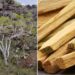 Kötü Enerjiyi Uzaklaştırmanın En Doğal Yolu Olarak Görülen Palo Santo Nedir, Nasıl Kullanılır?