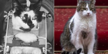 Larry’den Garfield’a: Dünya Tarihinin En Ünlü 12 Kedisi