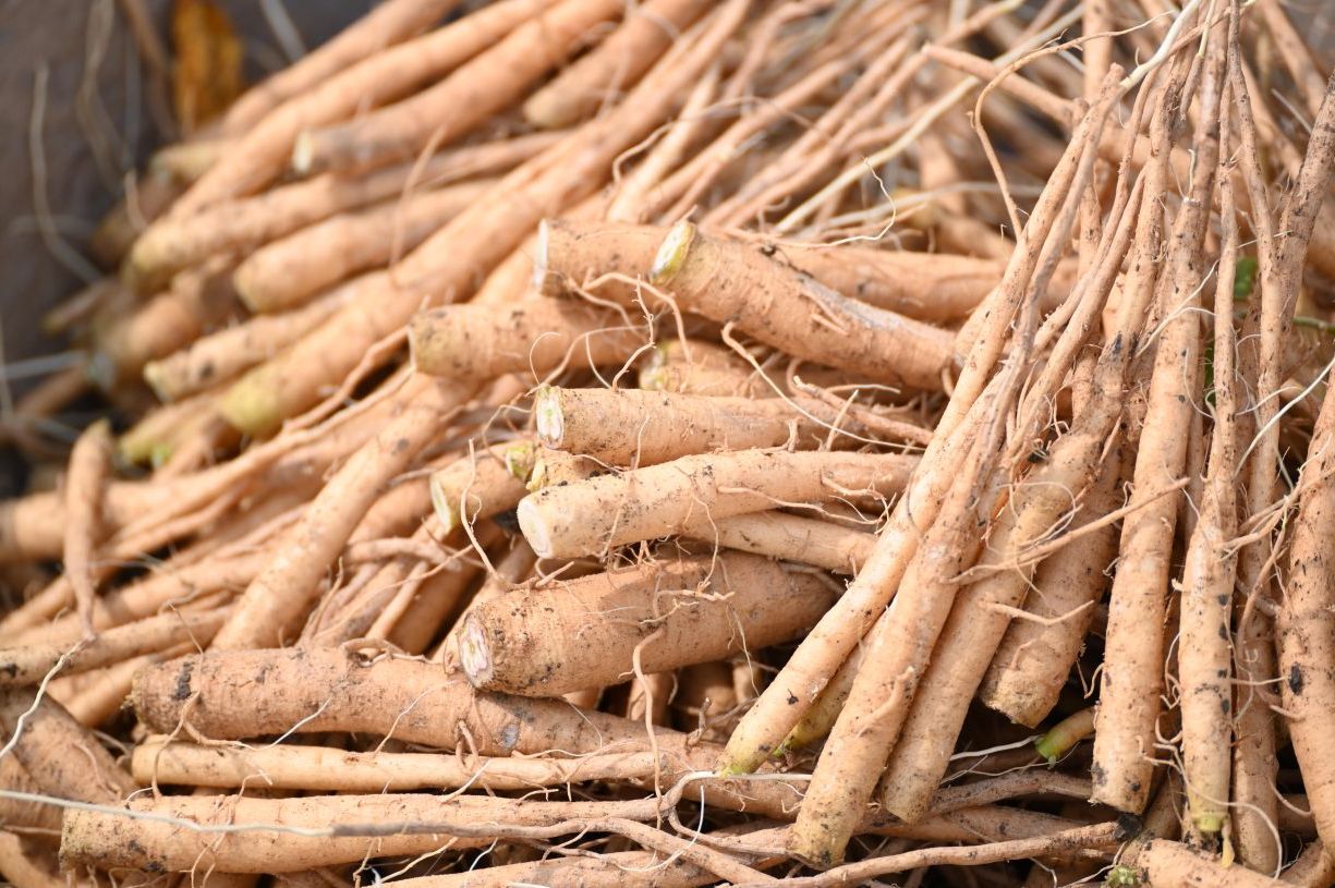 Ashwagandha