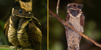 Büyük kulaklı gece kuşu