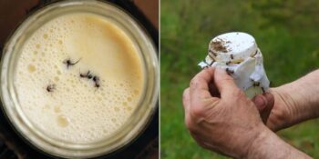 Bilim İnsanları Türkiye’nin Tarihi Yöntemini Deniyor: Eski Bir Anadolu Geleneğine Dayanan Karınca Yoğurdu Nedir?