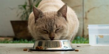Kedinizin Sağlığı İçin En İyi Kuru Kedi Mamaları