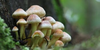 Kanser Riskini Yarı Yarıya Azaltıyor! Her Gün Birkaç Küçük Mantar Tüketmenin 7 Sağlık Faydası