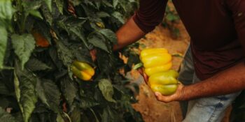 Araştırma: Erkeklerde Erektil Fonksiyonu Artırmak İçin Sebze Ağırlıklı Beslenme Şart