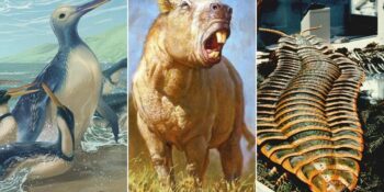 Megalodon’dan Dev Fareye: Tarih Öncesi Çağlarda Korkunç Derecede Büyük Olan 15 Canlı