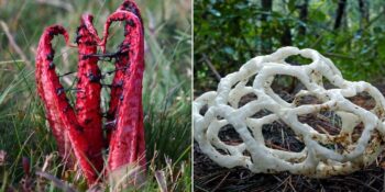 Görünümleri Sizi Bir Hayli Şaşırtacak: Dünyanın En İlginç 9 Mantar Türü