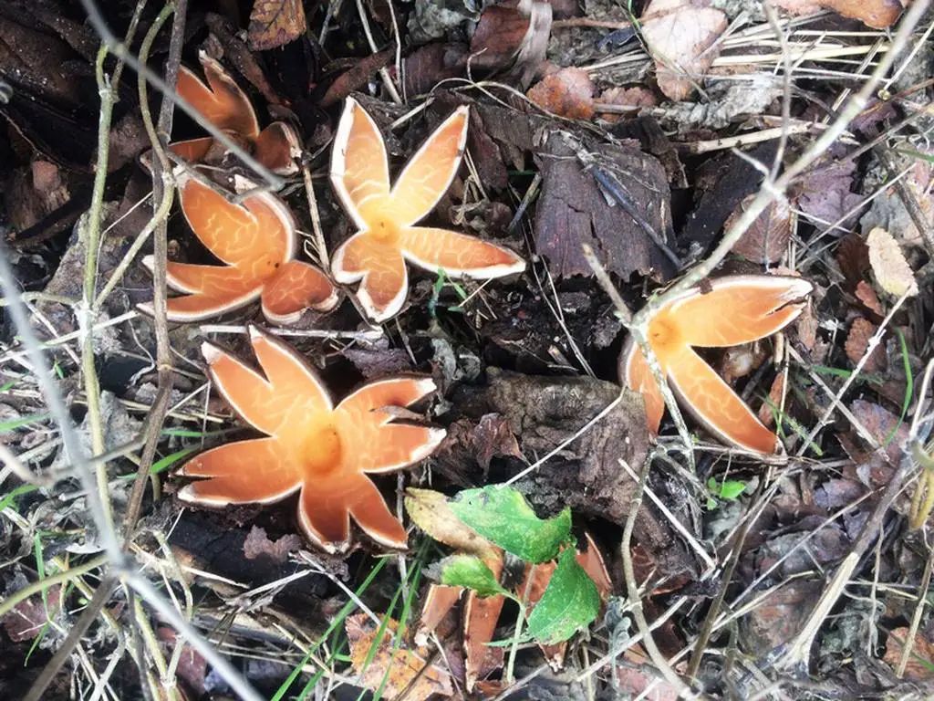 en ilginç mantar türleri