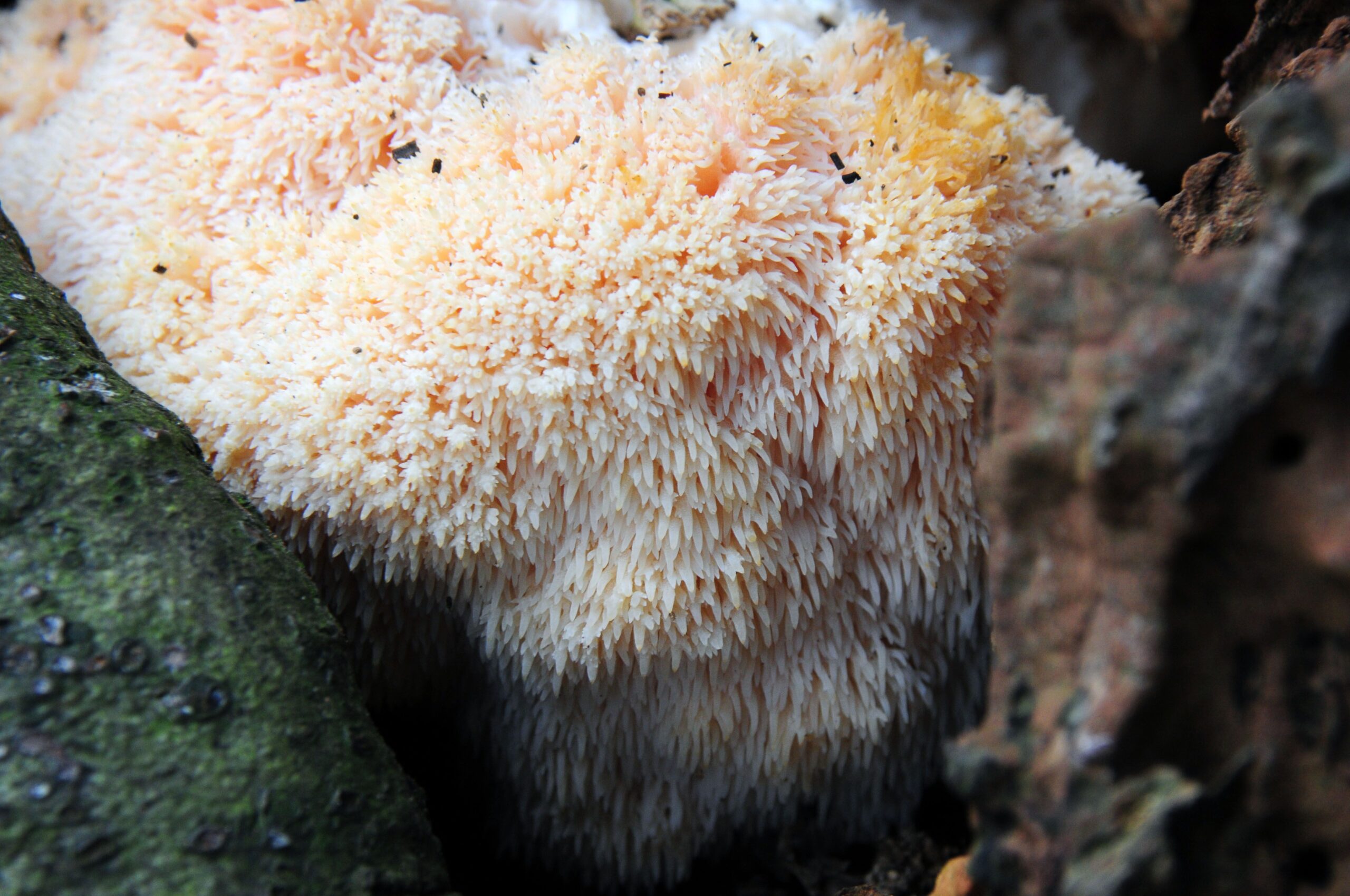 en ilginç mantar türleri