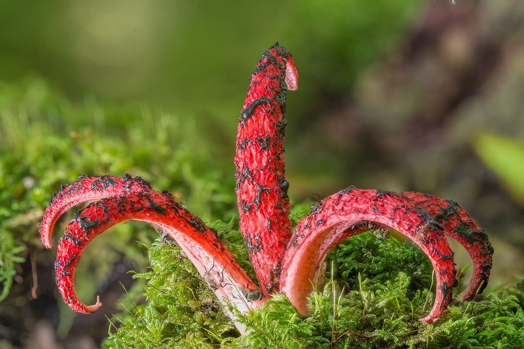 en ilginç mantar türleri