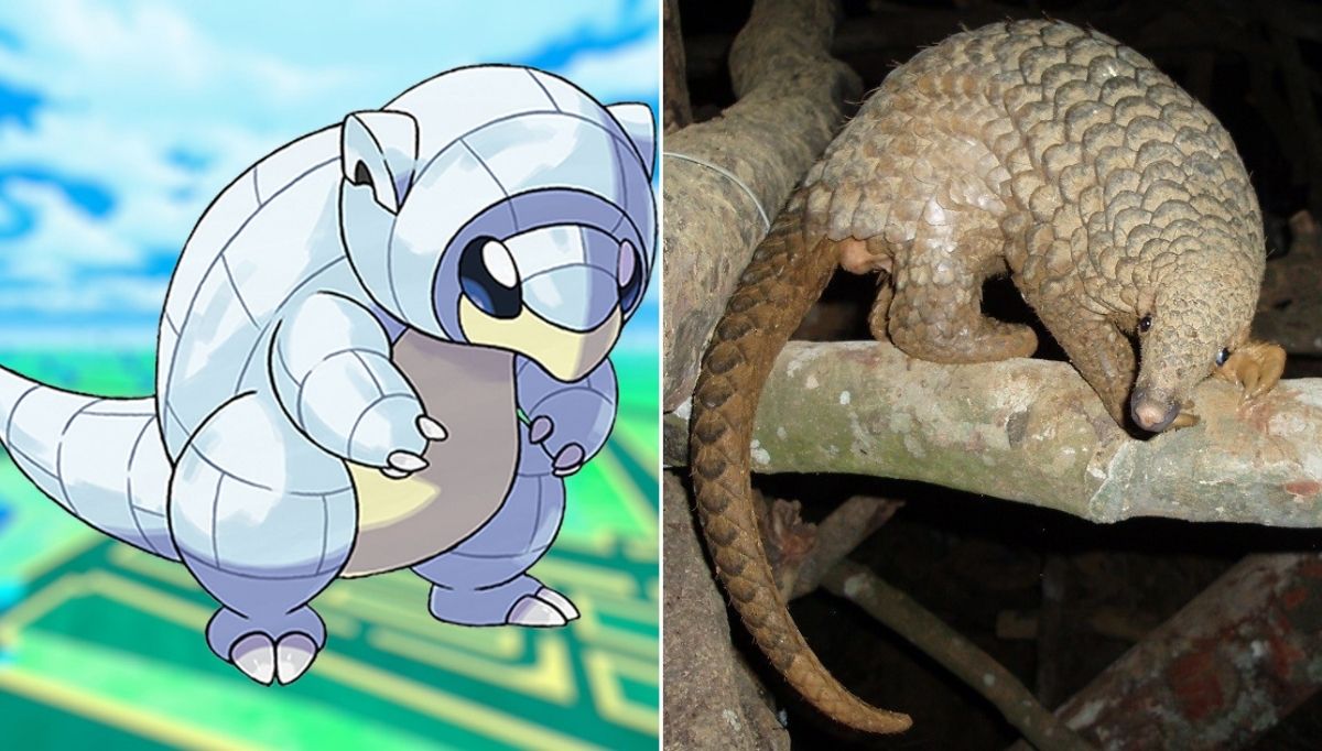 gerçek hayvanlardan ilham alınan pokemon karakterleri