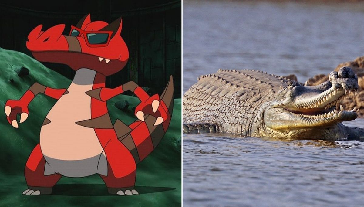 gerçek hayvanlardan ilham alınan pokemon karakterleri