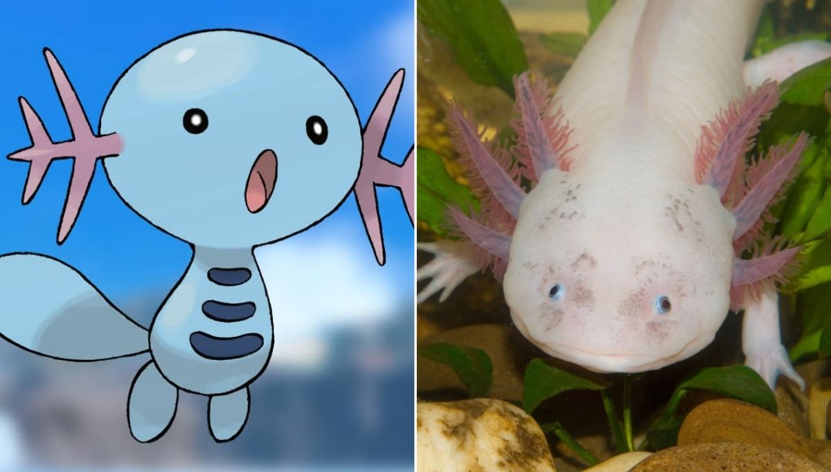 gerçek hayvanlardan ilham alınan pokemon karakterleri