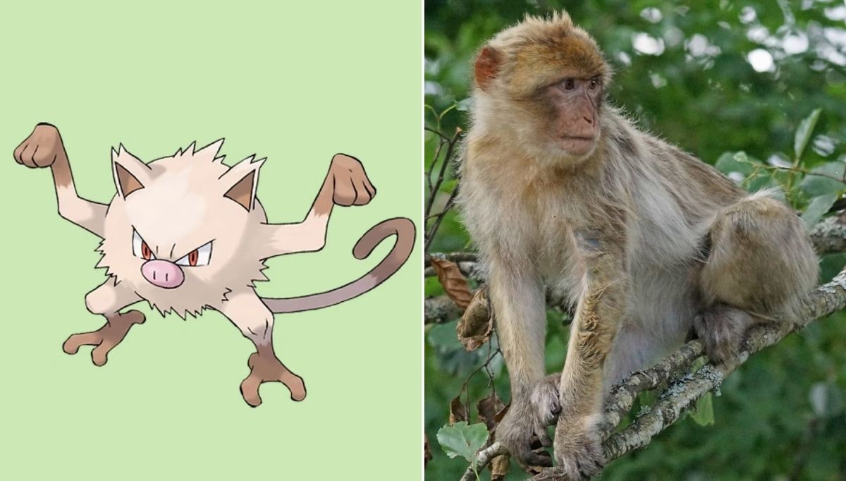 gerçek hayvanlardan ilham alınan pokemon karakterleri