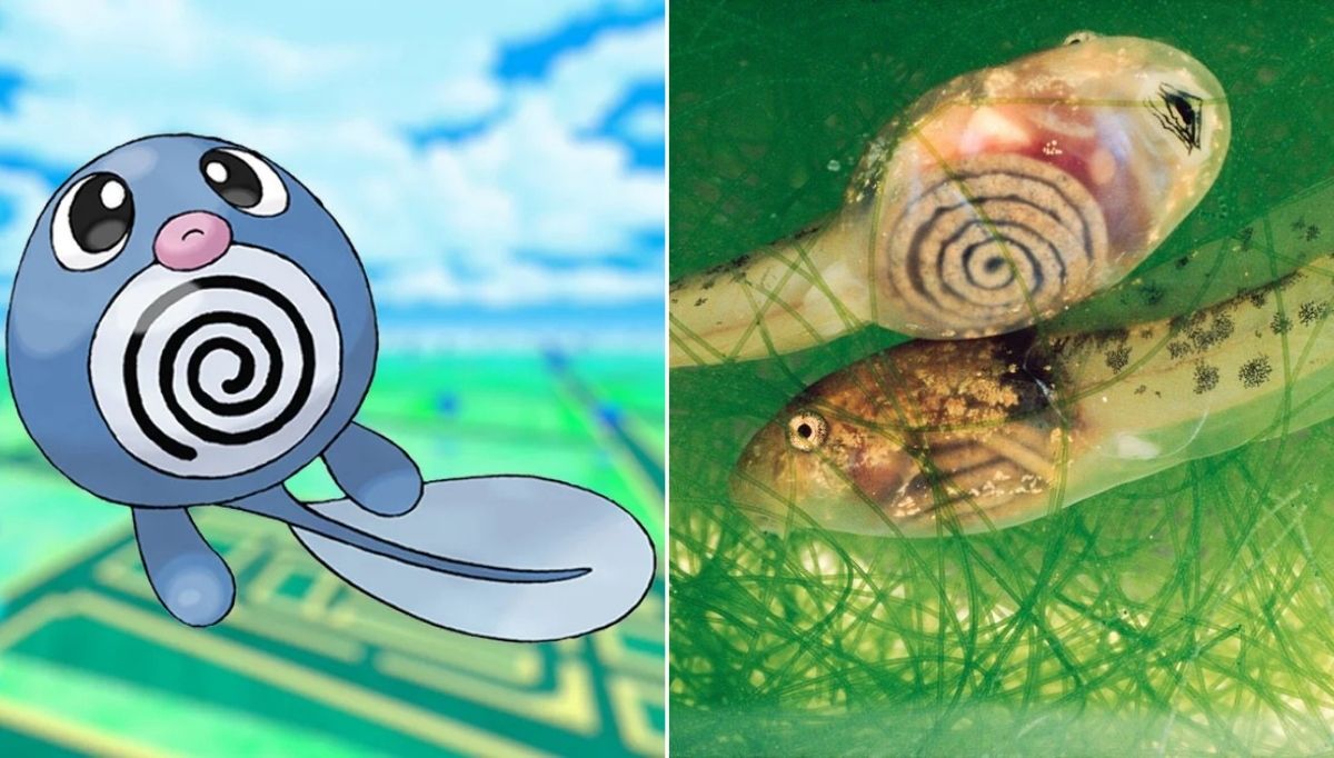 gerçek hayvanlardan ilham alınan pokemon karakterleri