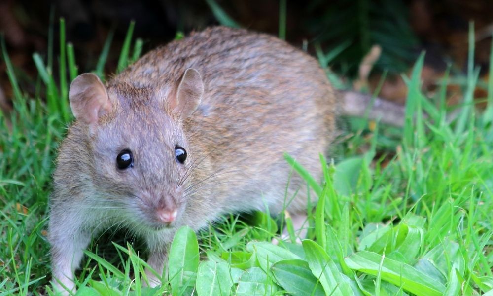 insan hastalıklarını tespit edebilen hayvanlar