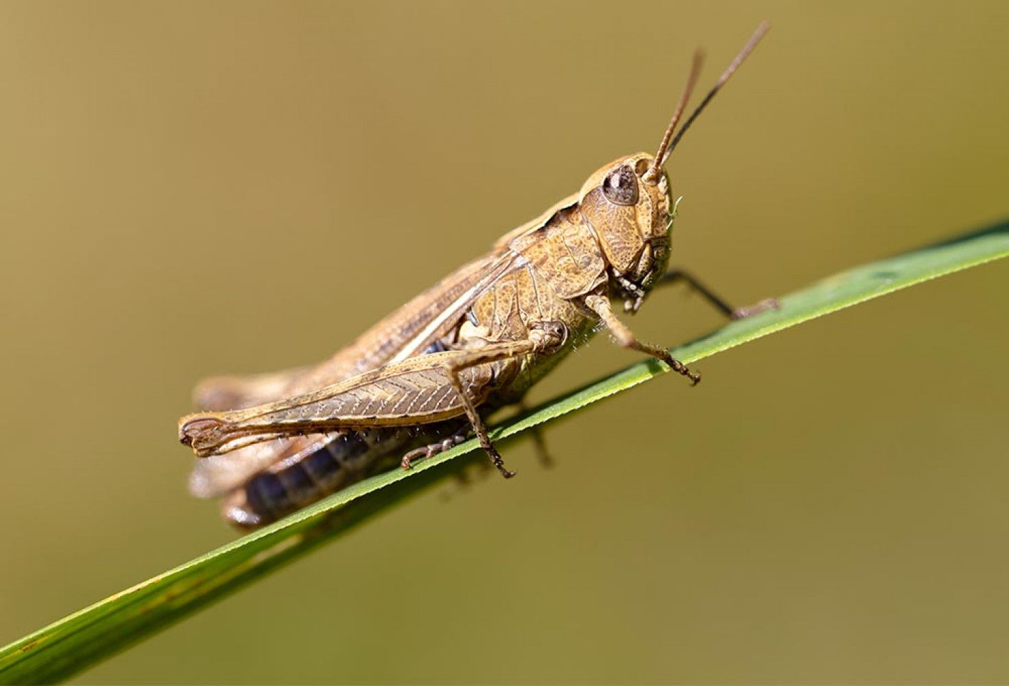 insan hastalıklarını tespit edebilen hayvanlar