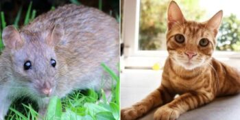 Sıçanlardan Kedilere: İnsan Hastalıklarını Koklayarak Tespit Edebilen 10 Hayvan