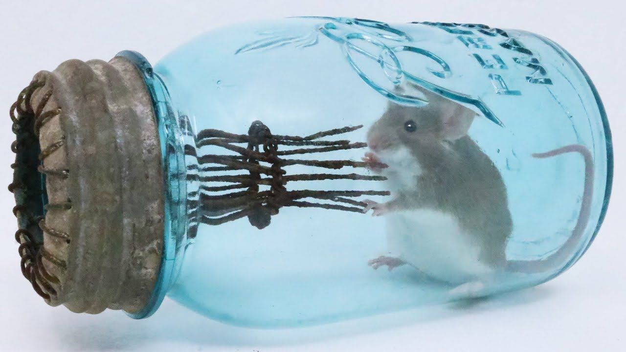 kelliğe çözüm için denenmiş sıra dışı girişimler