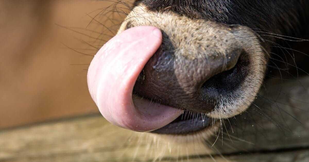 kelliğe çözüm için denenmiş sıra dışı girişimler