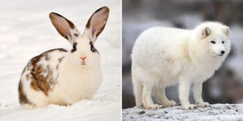 Doğanın Kamuflaj Ustaları: Kış Aylarında Tüyleri Beyaza Dönen 7 Hayvan