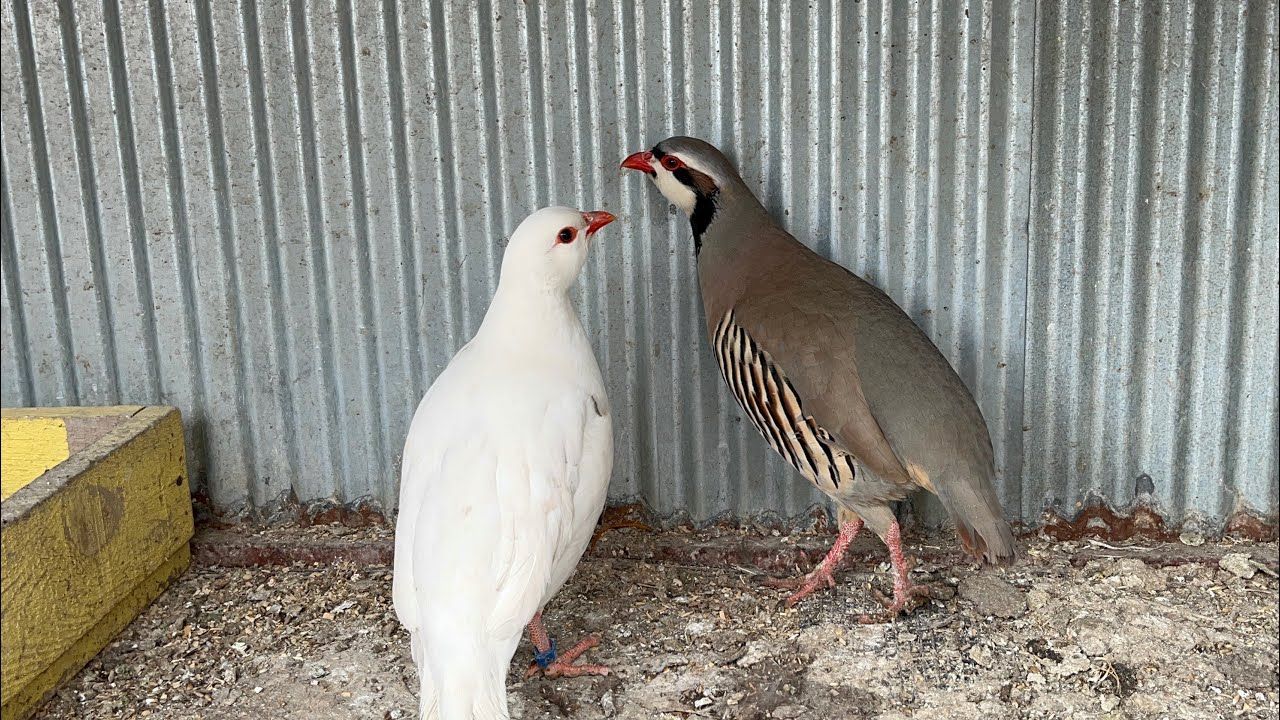 kışın beyaza dönen hayvanlar