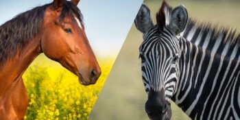 Birbirlerine Çok Benzemelerine Rağmen Neden Zebralar da Atlar Gibi Evcilleştirilemedi?