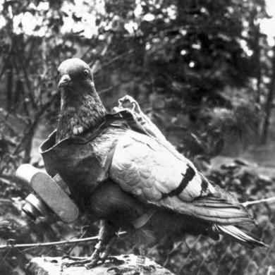 en ünlü hayvanları