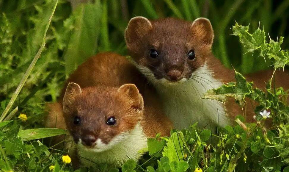 hayvanlar yas tutar mı