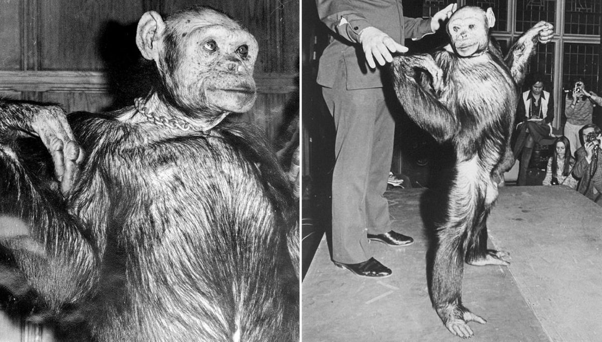 insan maymunu insanze