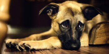 Bilim İnsanları Açıklıyor! Hayvanlar Sevdikleri Öldükten Sonra Yas Tutar mı?