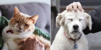 Yaşlanan Kedi ve Köpeklerinizin Daha Mutlu Bir Hayat Sürmelerine Yardımcı Olacak Küçük Alışkanlıklar