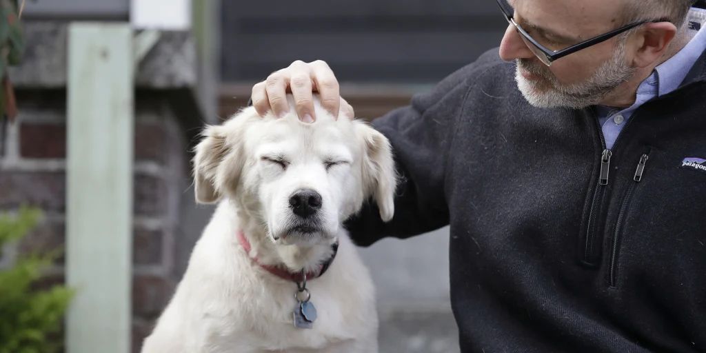 kedi ve köpeklerin ömrünü uzatacak alışkanlıklar
