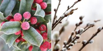 Soğuk Havalara Dayanıklı Yapısıyla Yıl Boyu İçinizi Açacak Kış Bahçesi Bitkileri